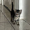 Onyx joined the competition — help win amazing prizes! cat, kitten, tabby, animal, pet, fur, striped_fur, blue_eyes, standing, tail, whiskers, ears, face, portrait, indoor, hallway, tile_floor, door, wall, cute
