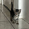 Onyx joined the competition — help win amazing prizes! kitten, cat, tabby, animal, pet, feline, standing, tail, whiskers, eyes, ears, striped_fur, portrait, indoor, hallway, tile_floor, door, wall, reflection, cute