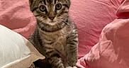 Onyx joined the competition — help win amazing prizes! cat, kitten, tabby, animal, pet, sitting, bed, blanket, pillow, pink, bedroom, fur, whiskers, ears, eyes, portrait, indoor, cute, cozy, photography