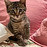 cat, kitten, tabby, animal, pet, sitting, bed, blanket, pillow, pink, bedroom, fur, whiskers, ears, eyes, portrait, indoor, cute, cozy, photography