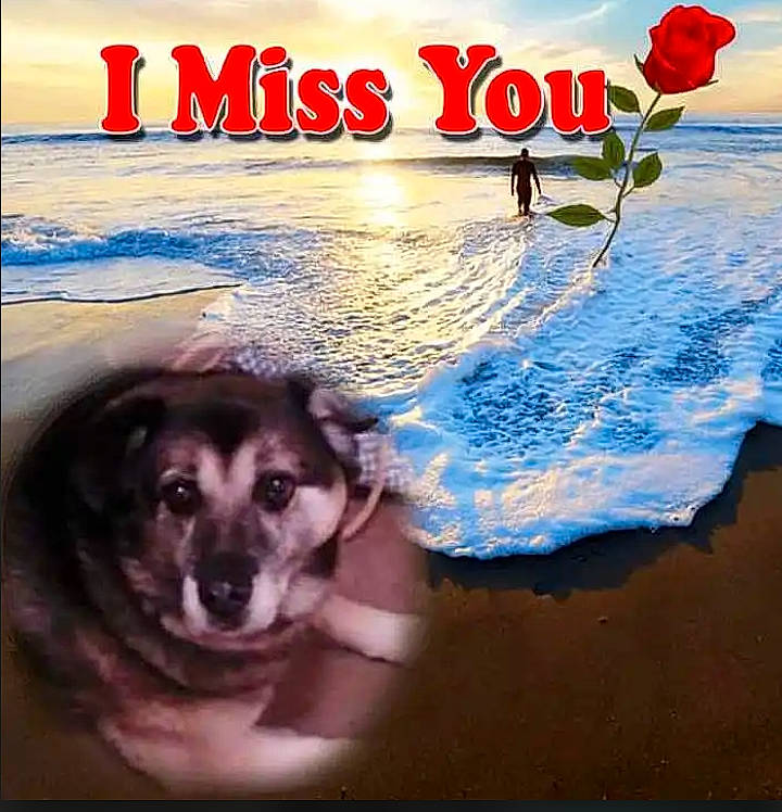 Tucson is registered to the contest to win money with this photo: art, beach, carnivore, cloud, companion_dog, dog, dog_breed, flower, font, happy, landscape, morning, natural_landscape, poster, publication, sky, summer, travel, water, wind_wave