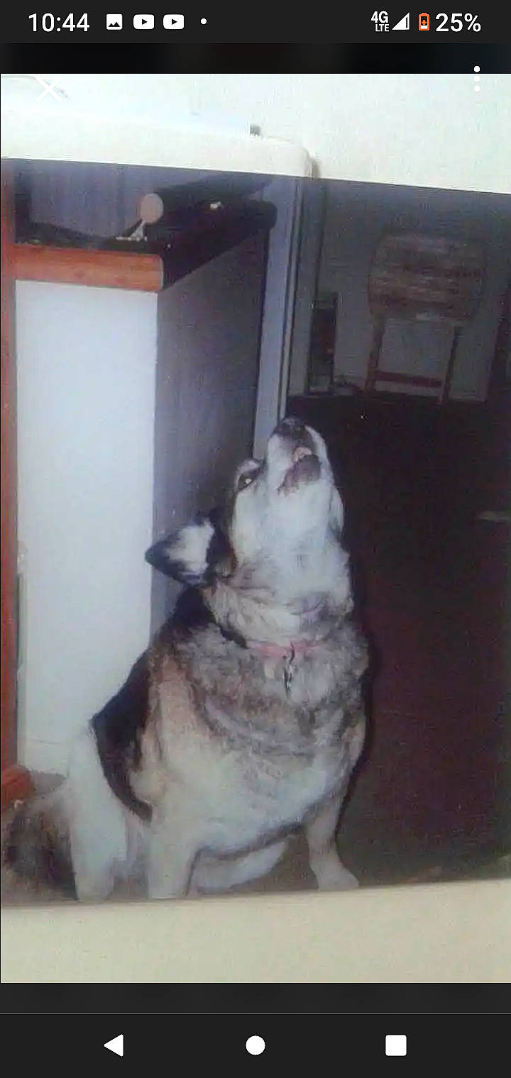 Tucson joined the competition — help win amazing prizes! art, canidae, carnivore, comfort, companion_dog, dog, dog_breed, fixture, flooring, fur, non_sporting_group, paw, rectangle, room, snout, sporting_group, tail, visual_arts, working_animal, working_dog