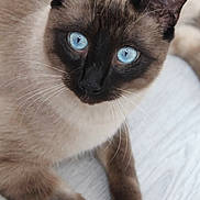 Milo a rejoint le concours — aidez-le/la à gagner de superbes lots ! animal, blue_eyes, cat, close_up, cute, domestic_animal, face, feline, floor, fur, indoor, looking, lying_down, mammal, paw, pet, portrait, resting, siamese_cat, whiskers