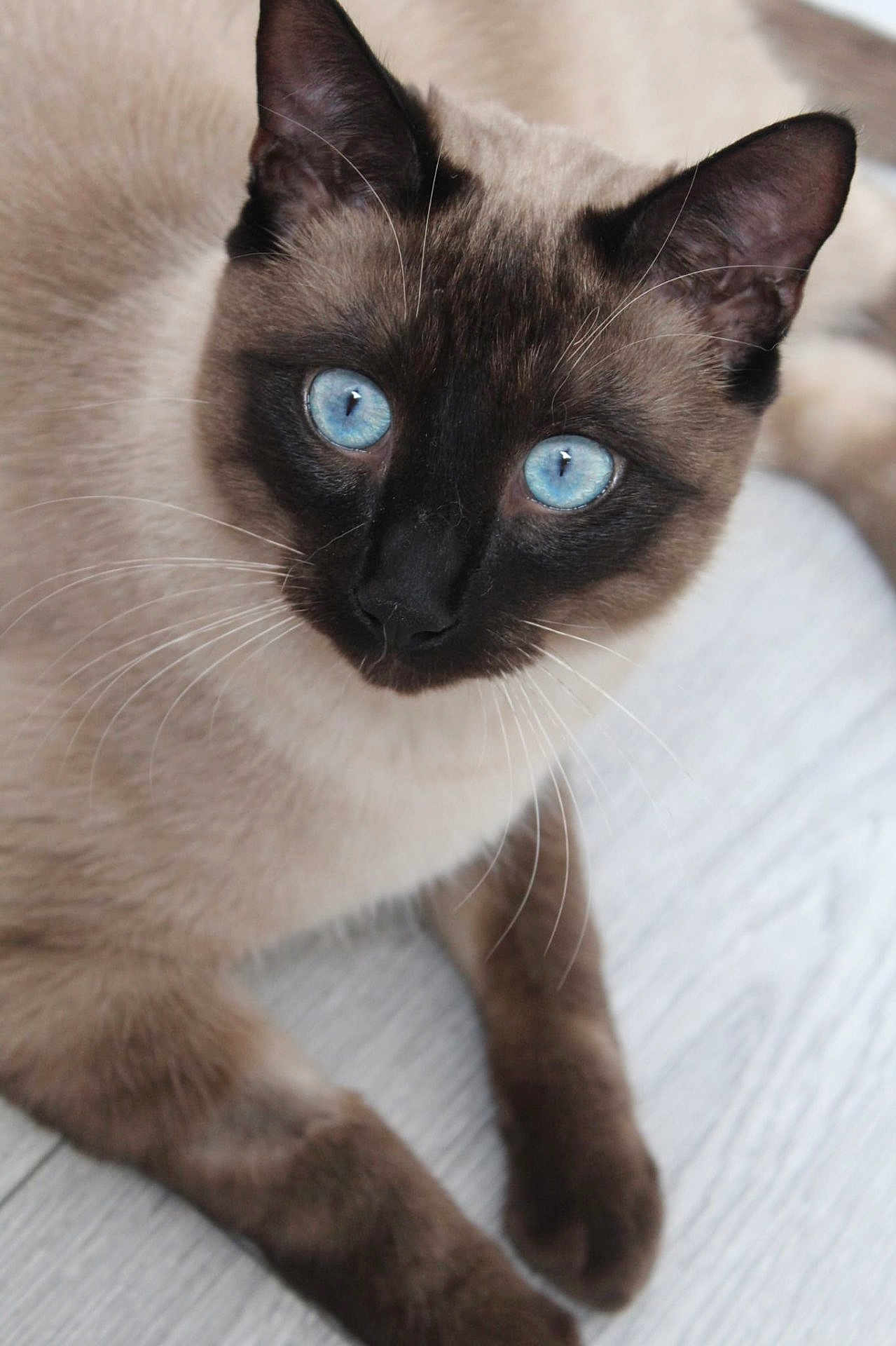 Milo
