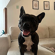 Snowbelle a rejoint le concours — aidez-le/la à gagner de superbes lots ! animal, black_coat, canine, companion, couch, cute, dog, domestic_animal, ears_up, furniture, happy, home, indoor, living_room, mammal, pet, portrait, smiling, tongue_out, white_chest