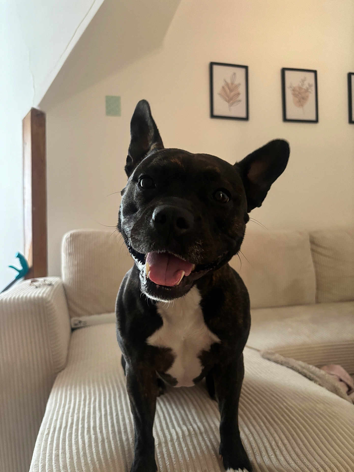 Snowbelle a rejoint le concours — aidez-le/la à gagner de superbes lots ! animal, black_coat, canine, companion, couch, cute, dog, domestic_animal, ears_up, furniture, happy, home, indoor, living_room, mammal, pet, portrait, smiling, tongue_out, white_chest