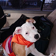 Maenerd is registered to the contest to win money with this photo: animal, backseat, bag, blanket, brown_fur, canine, car_interior, companion, curious, dog, domestic_animal, inside_vehicle, looking_up, orange_jacket, pet, puppy, seat, travel, white_fur, window