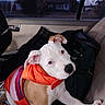 animal, backseat, bag, blanket, brown_fur, canine, car_interior, companion, curious, dog, domestic_animal, inside_vehicle, looking_up, orange_jacket, pet, puppy, seat, travel, white_fur, window