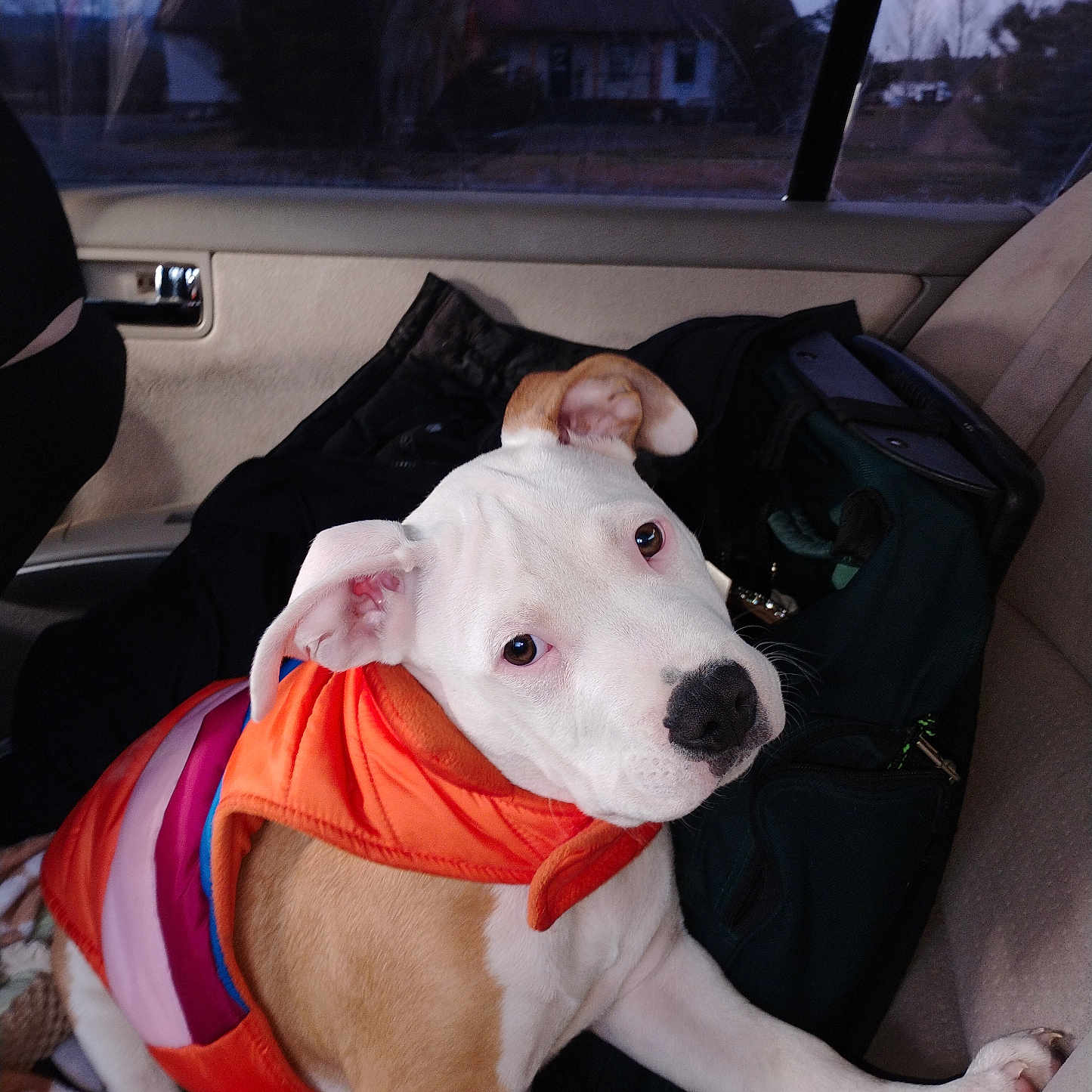Maenerd is registered to the contest to win money with this photo: animal, backseat, bag, blanket, brown_fur, canine, car_interior, companion, curious, dog, domestic_animal, inside_vehicle, looking_up, orange_jacket, pet, puppy, seat, travel, white_fur, window