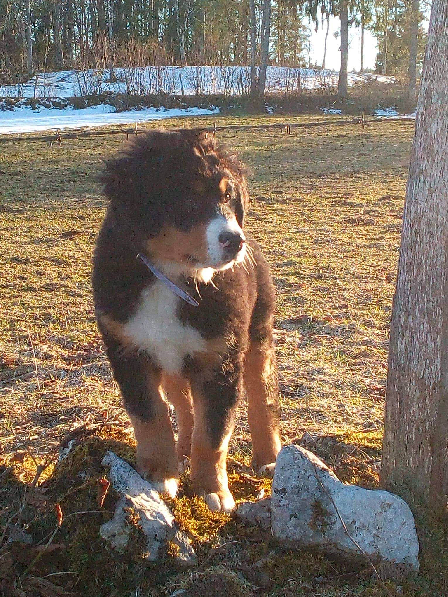 Oxane participe au concours pour gagner de l'argent avec cette photo : aidi, australian_shepherd, canidae, carnivore, collar, companion_dog, dog, dog_breed, english_shepherd, herding_dog, mammal, sporting_group, sunlight, tail, trunk, woodland, working_animal, working_dog