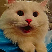 Winter is registered to the contest to win money with this photo: cat, white_cat, fluffy, pet, animal, close_up, pink_nose, black_eyes, fur, whiskers, cute, indoor, lying_down, blue_fabric, surprised_expression, mouth_open, face, ears, feline, domestic_animal