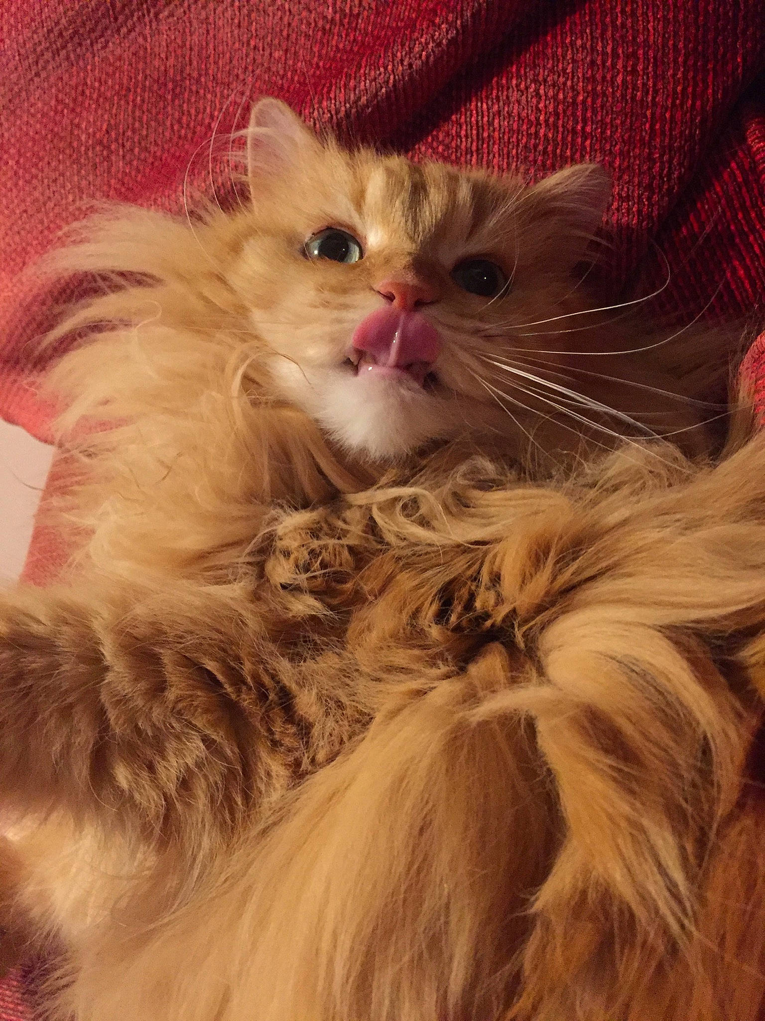 Baboune a rejoint le concours — aidez-le/la à gagner de superbes lots ! american_curl, asian_semi_longhair, british_longhair, british_semi_longhair, carnivore, cat, domestic_long_haired_cat, eye, felidae, fur, kitten, maine_coon, mammal, norwegian_forest_cat, persian, ragamuffin, ragdoll, small_to_medium_sized_cats, snout, whiskers