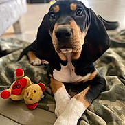 Ananké a rejoint le concours — aidez-le/la à gagner de superbes lots ! puppy, dog, toy, stuffed_animal, blanket, camouflage, indoor, pet, cute, lying_down, front_paws, brown, black, white, fur, ears, nose, eyes, animal, young