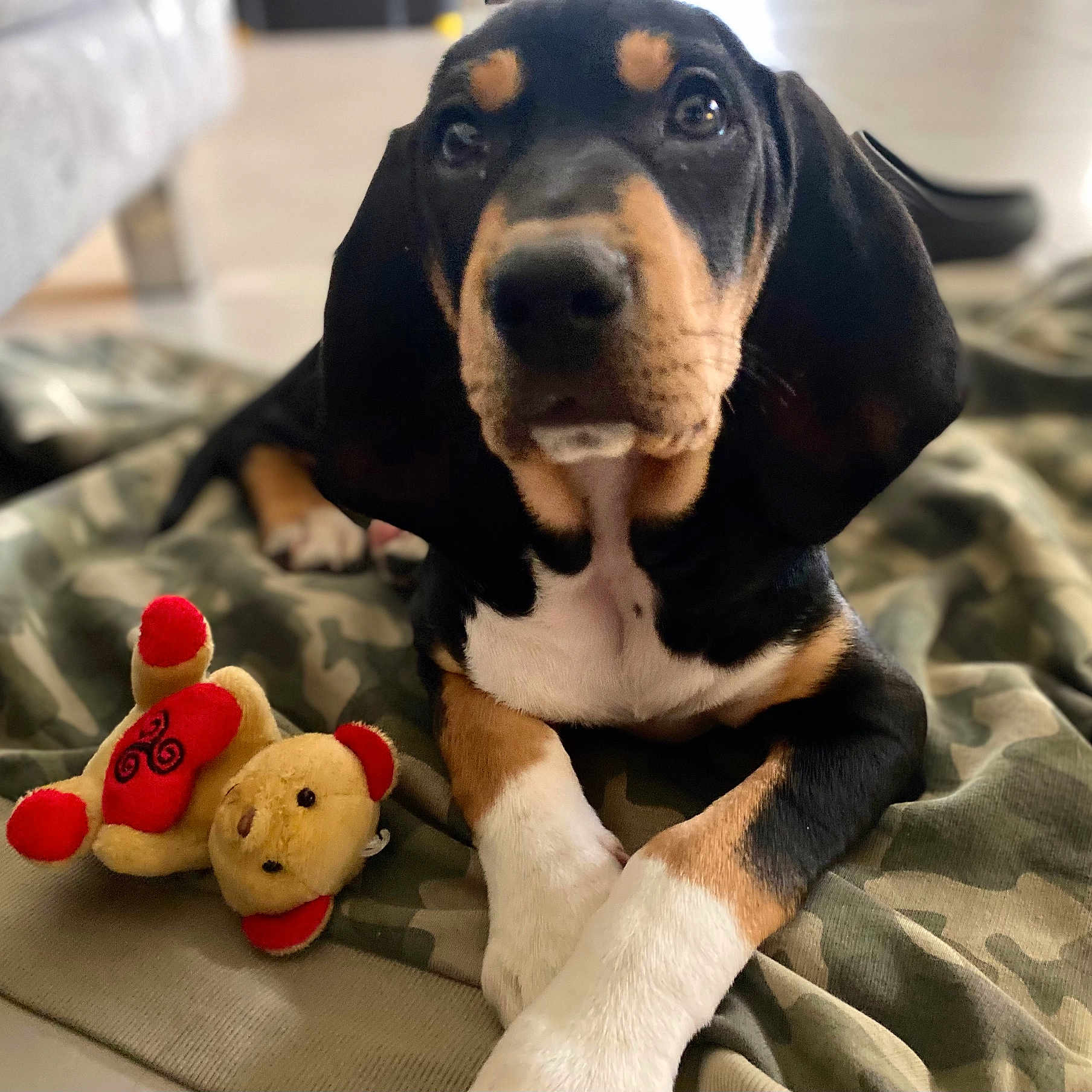 Ananké a rejoint le concours — aidez-le/la à gagner de superbes lots ! animal, black, blanket, brown, camouflage, cute, dog, ears, eyes, front_paws, fur, indoor, lying_down, nose, pet, puppy, stuffed_animal, toy, white, young