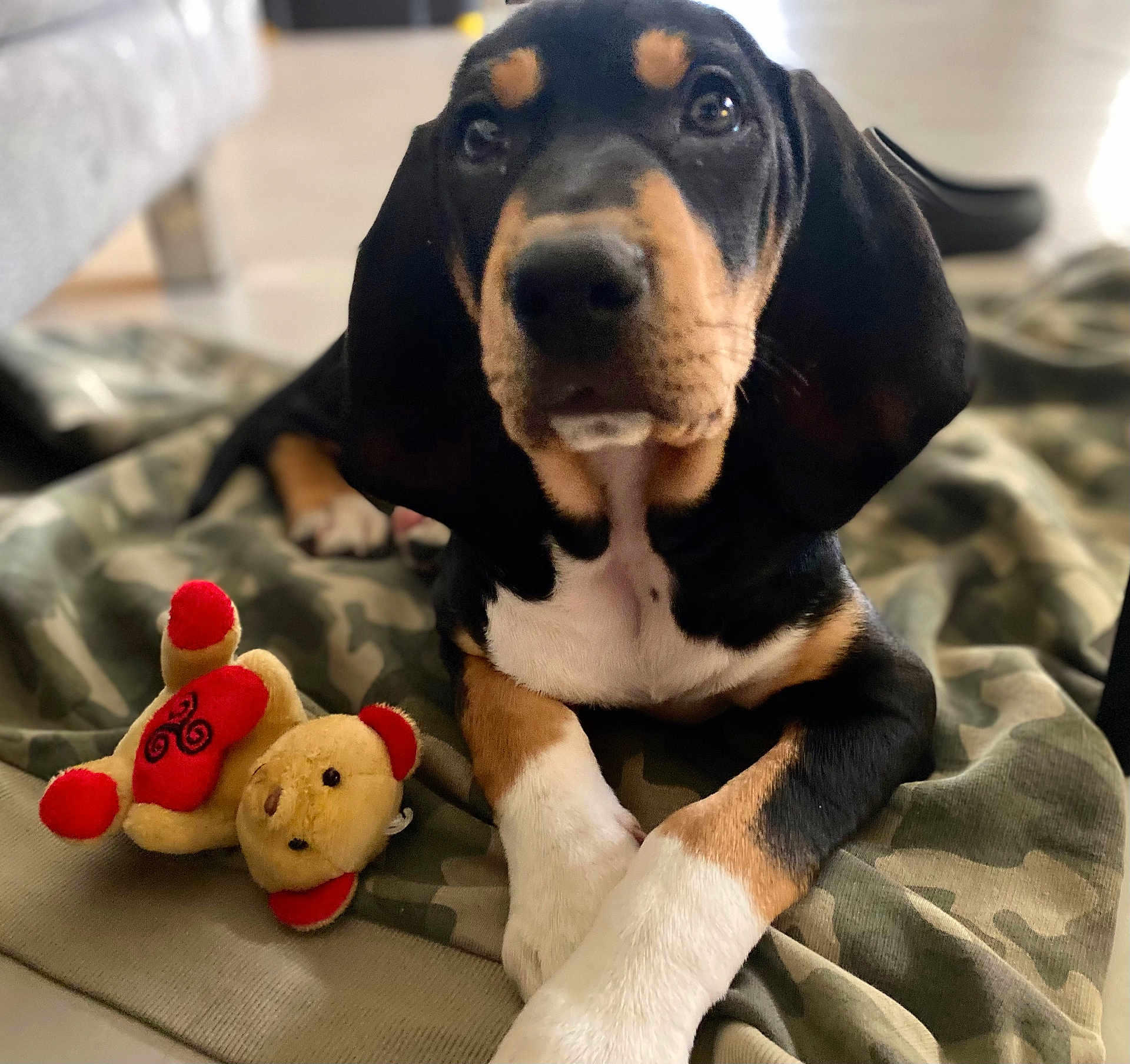 Ananké a rejoint le concours — aidez-le/la à gagner de superbes lots ! puppy, dog, toy, stuffed_animal, blanket, camouflage, indoor, pet, cute, lying_down, front_paws, brown, black, white, fur, ears, nose, eyes, animal, young