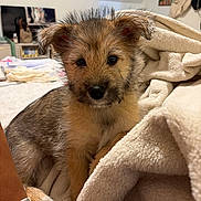 Teddy is registered to the contest to win money with this photo: puppy, dog, blanket, cozy, fur, indoors, bedroom, cute, pet, animal, soft, snuggled, young, curious, furniture, sitting, warm, domestic, companion, relaxing