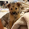 puppy, dog, blanket, cozy, fur, indoors, bedroom, cute, pet, animal, soft, snuggled, young, curious, furniture, sitting, warm, domestic, companion, relaxing
