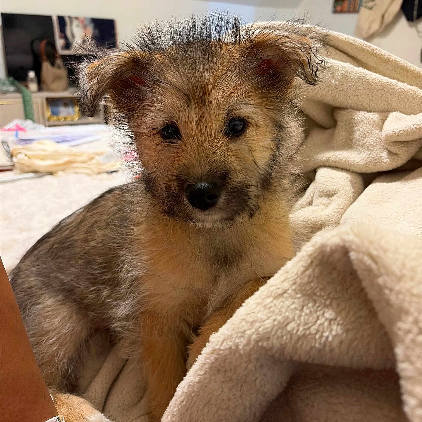 Teddy is registered to the contest to win money with this photo: puppy, dog, blanket, cozy, fur, indoors, bedroom, cute, pet, animal, soft, snuggled, young, curious, furniture, sitting, warm, domestic, companion, relaxing