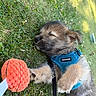 Teddy joined the competition — help win amazing prizes! puppy, dog, grass, sleeping, outdoor, toy, blue_harness, pet, cute, animal, nature, sunlight, fur, small_dog, resting, playful, leash, relaxed, summer, closeup