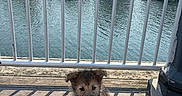Teddy joined the competition — help win amazing prizes! puppy, dog, water, dock, wooden_floor, railing, boats, harbor, sunlight, shadow, outdoor, pet, leash, residential_building, calm, daytime, cute, fur, small_dog, canine