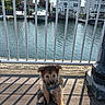 puppy, dog, water, dock, wooden_floor, railing, boats, harbor, sunlight, shadow, outdoor, pet, leash, residential_building, calm, daytime, cute, fur, small_dog, canine