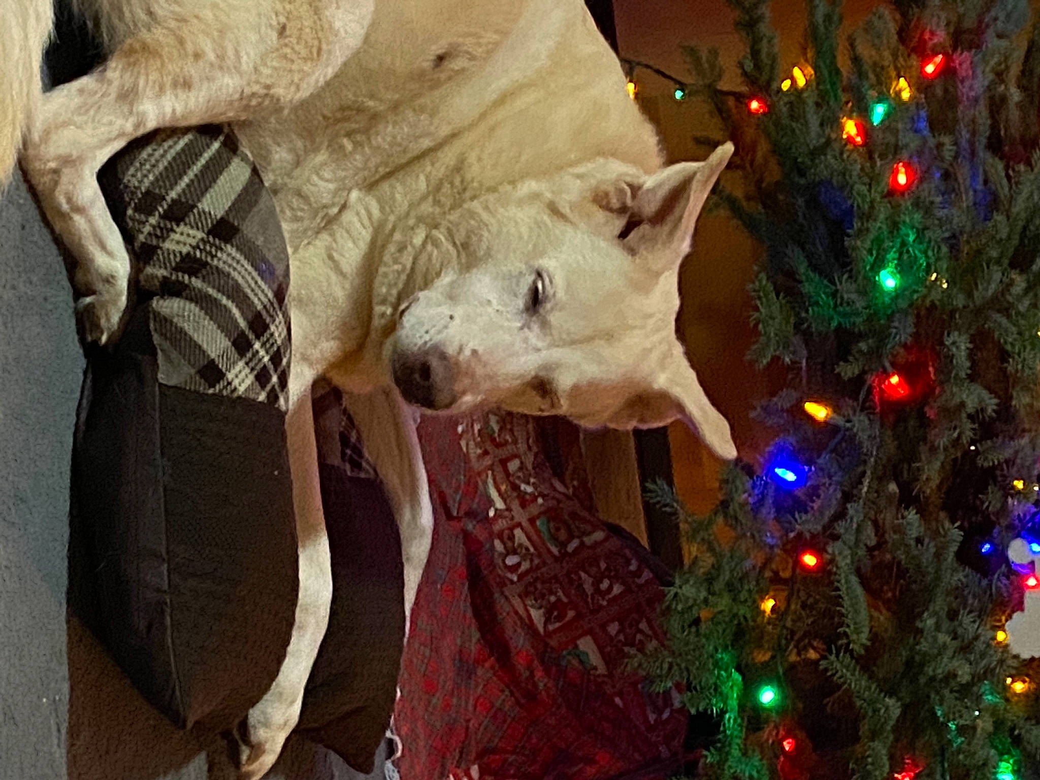 Nayla is registered to the contest to win money with this photo: christmas_decoration, christmas_eve, christmas_ornament, christmas_tree, conifer, dog, event, evergreen, fawn, holiday, holiday_ornament, light, ornament, plant, snout, toy, tradition, tree, wood, working_animal