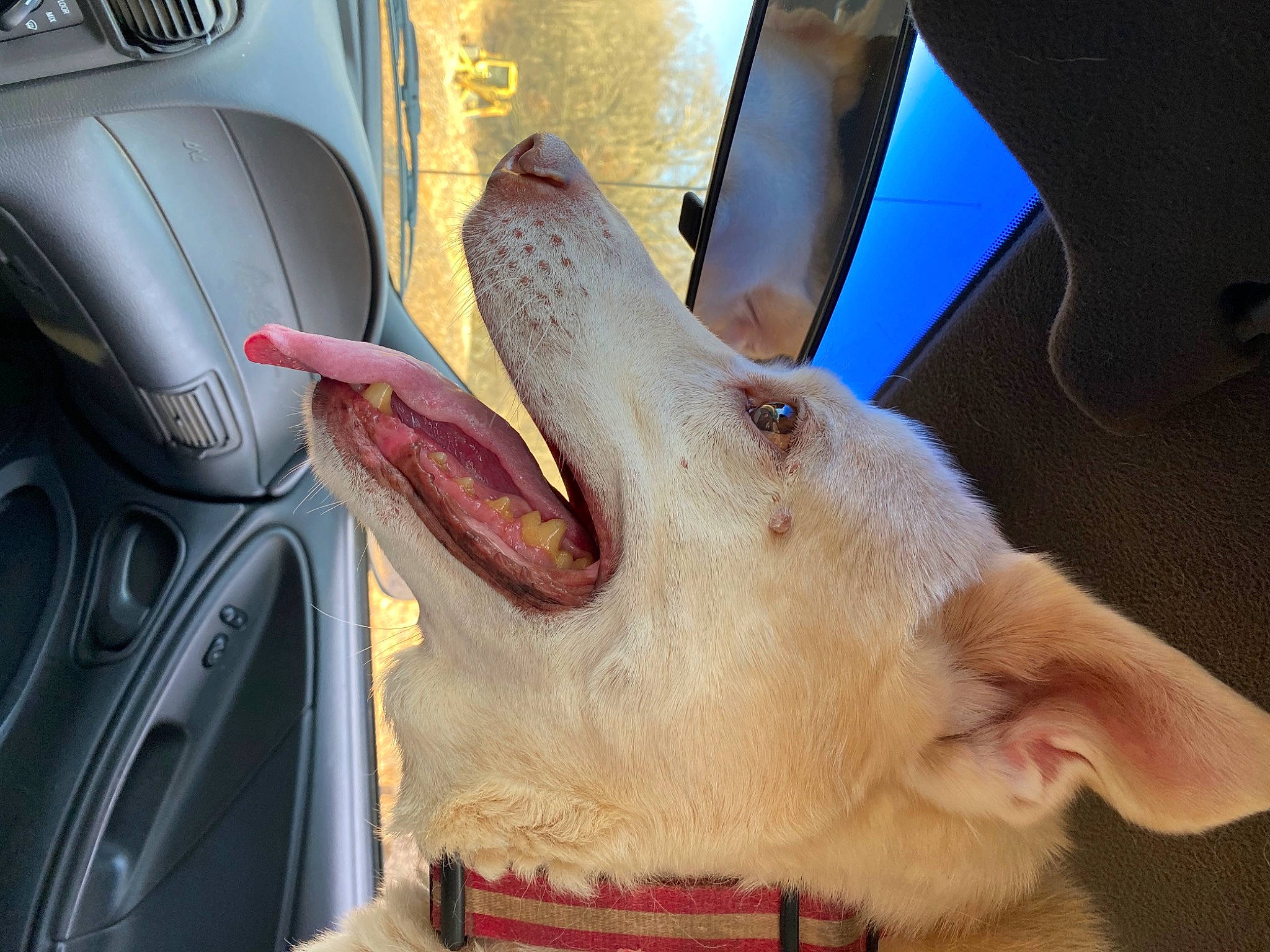 Nayla is registered to the contest to win money with this photo: car_seat, ear, fang, fawn, felidae, fur, gesture, jaw, livestock, motor_vehicle, musical_instrument, paw, small_to_medium_sized_cats, snout, steering_wheel, vehicle, vehicle_door, whiskers, working_animal, wrinkle