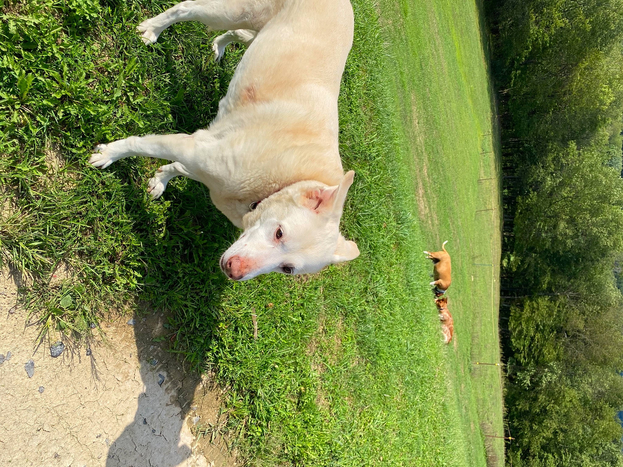 Nayla joined the competition — help win amazing prizes! carnivore, companion_dog, dog, dog_breed, fawn, fur, grass, grass_family, grassland, herbaceous_plant, landscape, lawn, livestock, pasture, plant, snout, tail, terrestrial_animal, whiskers, wildlife