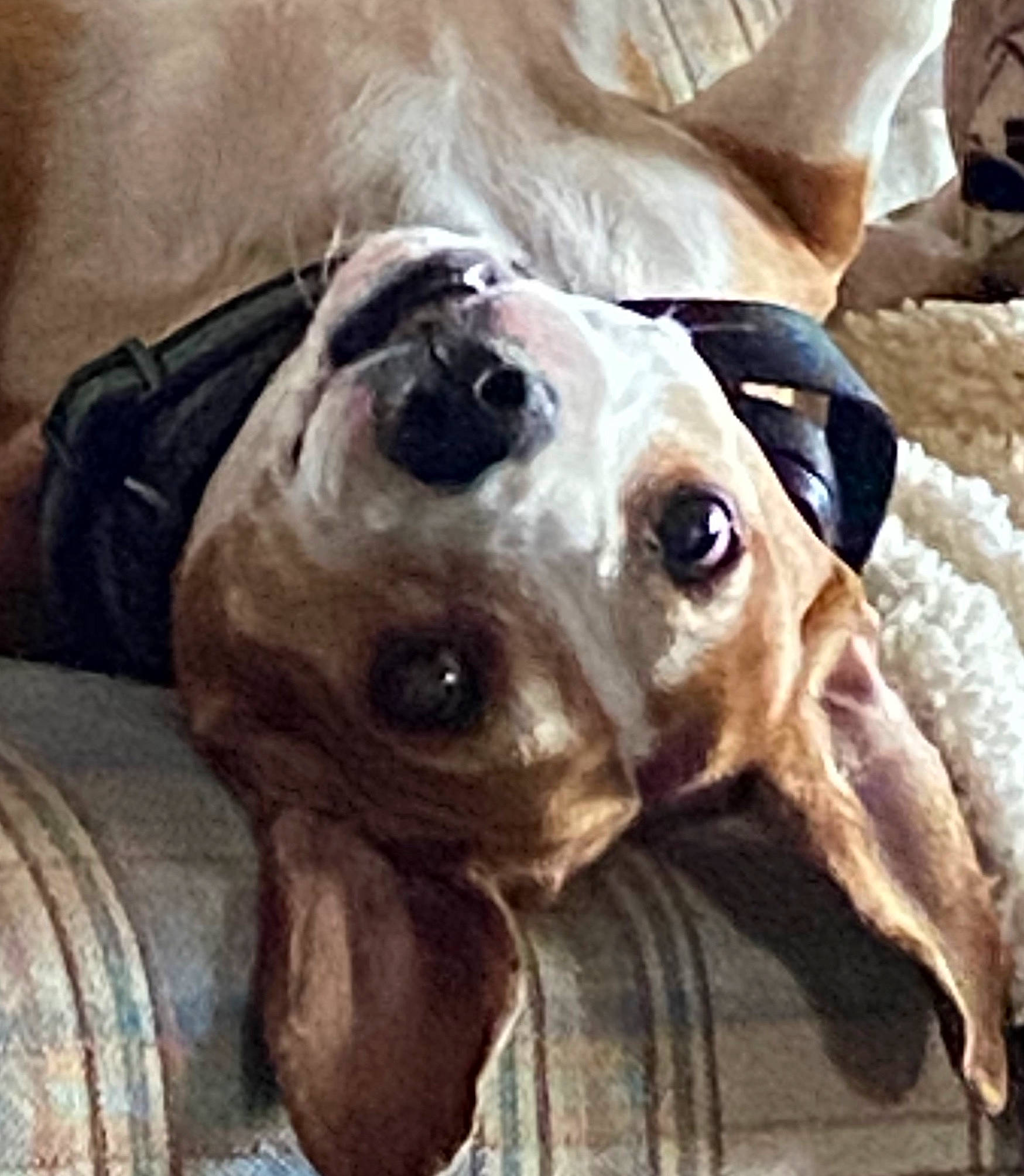 Ranger is registered to the contest to win money with this photo: carnivore, collar, companion_dog, dog, dog_breed, dog_collar, dog_supply, eyewear, fawn, hat, liver, metal, personal_protective_equipment, pet_supply, selfie, snout, sporting_group, sunglasses, whiskers, working_animal