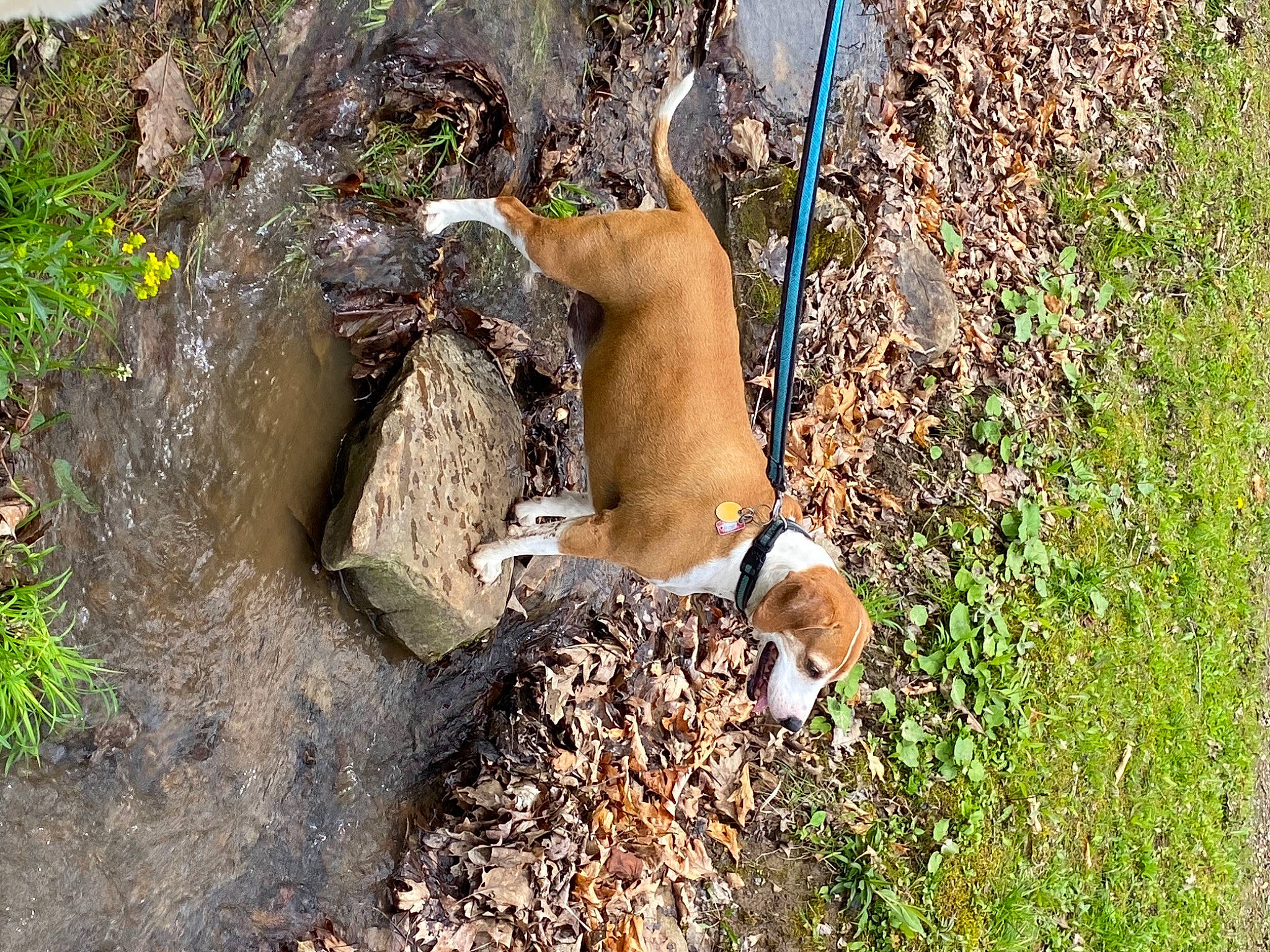 Ranger is registered to the contest to win money with this photo: adventure, bedrock, canidae, carnivore, dog, fawn, grass, groundcover, plant, rock, shrubland, soil, sporting_group, tail, terrestrial_animal, tree, trunk, wildlife, wood