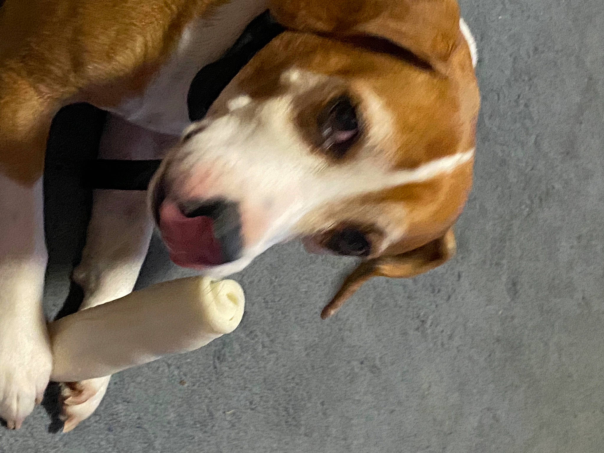 Ranger is registered to the contest to win money with this photo: canidae, carnivore, collar, comfort, companion_dog, dog, dog_breed, dog_supply, fawn, flooring, fur, irishjacks, paw, scent_hound, snout, sporting_group, terrestrial_animal, watch, whiskers, working_animal