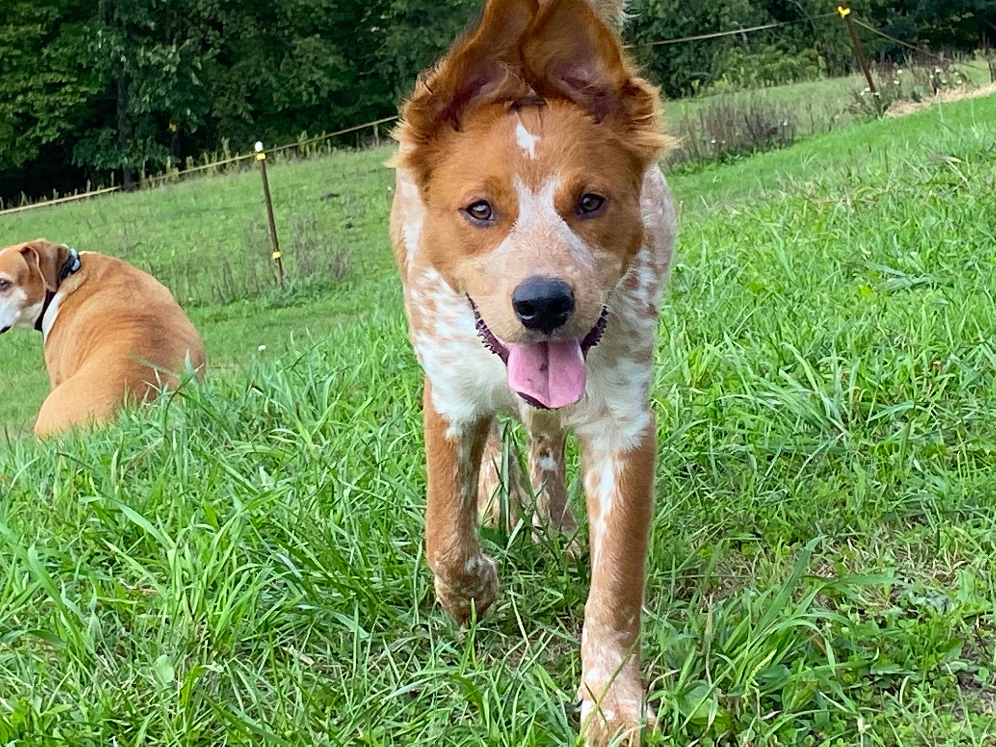 Caliber is registered to the contest to win money with this photo: ball, canidae, carnivore, companion_dog, dog, dog_breed, fawn, football, grass, gun_dog, liver, plant, retriever, snout, sporting_group, tail, terrestrial_animal, tree, whiskers, working_dog