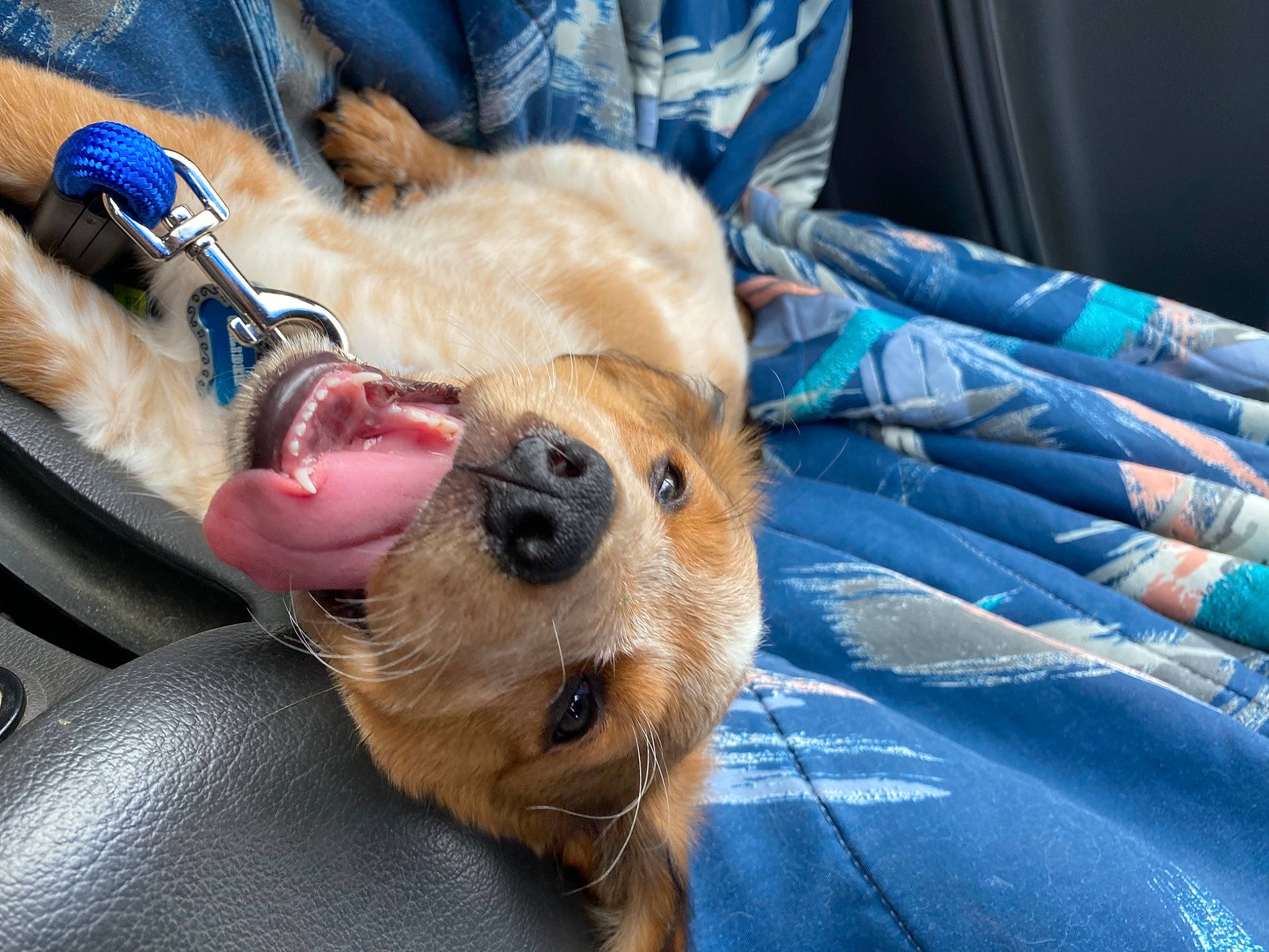 Caliber joined the competition — help win amazing prizes! blue, canidae, carnivore, collar, comfort, companion_dog, dog, dog_breed, electric_blue, eyewear, fawn, fur, glasses, human_leg, lap, snout, sporting_group, sunglasses, terrier, toy_dog