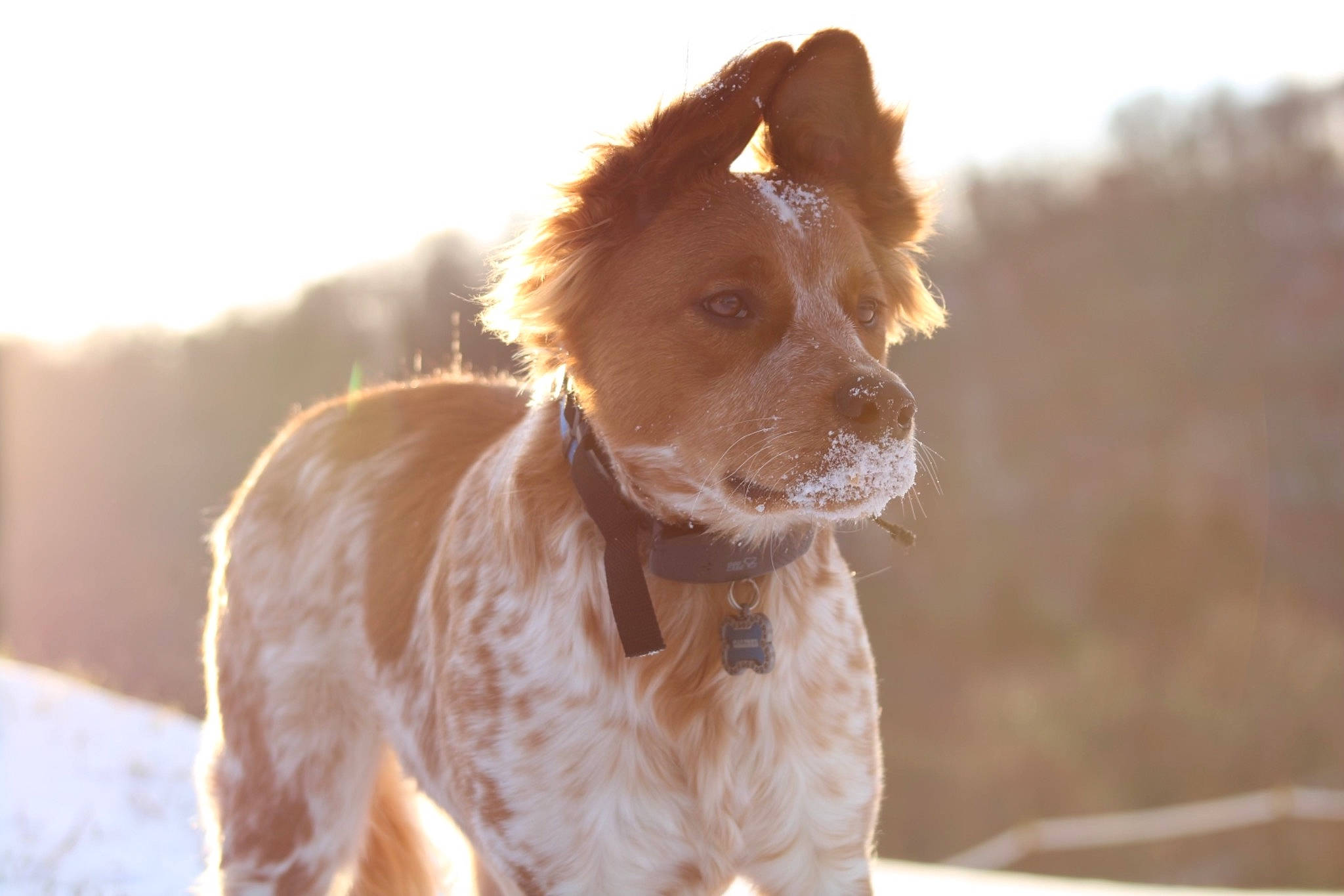 Caliber joined the competition — help win amazing prizes! brittany, canidae, carnivore, companion_dog, dog, dog_breed, fawn, freezing, fur, gun_dog, liver, sky, snout, snow, sporting_group, whiskers, winter, working_animal