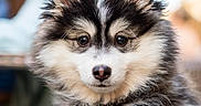 Belvé participe au concours pour gagner de l'argent avec cette photo : puppy, dog, fluffy, cute, outdoor, chair, woven_chair, pet, animal, black_and_white, fur, collar, young, portrait, face, ears, nose, whiskers, closeup, background_blur