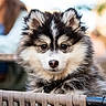 puppy, dog, fluffy, cute, outdoor, chair, woven_chair, pet, animal, black_and_white, fur, collar, young, portrait, face, ears, nose, whiskers, closeup, background_blur