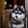 Belvé a rejoint le concours — aidez-le/la à gagner de superbes lots ! puppy, dog, fluffy, black_and_white, curious, standing, indoors, doorway, pet, young_dog, fur, cute, animal, portrait, canine, looking_away, soft_lighting, warm_colors, close_up, adorable