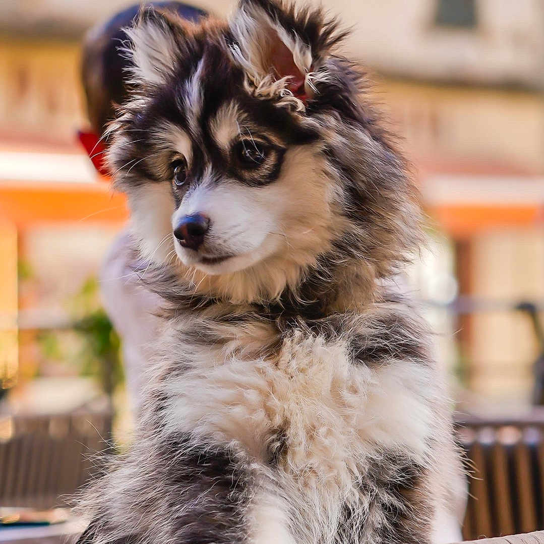 Belvé participe au concours pour gagner de l'argent avec cette photo : puppy, dog, fluffy, black_and_white, sitting, chair, outdoor, blurred_background, curious, cute, pet, young_dog, furry, animal, close_up, portrait, domestic_animal, canine, soft_fur, daylight