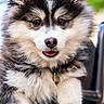 Belvé participe au concours pour gagner de l'argent avec cette photo : puppy, dog, fluffy, close_up, cute, fur, pet, animal, young, portrait, outdoor, black_and_white, tongue_out, face, whiskers, ears, friendly, adorable, small, fur_texture
