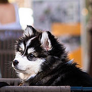 Belvé a rejoint le concours — aidez-le/la à gagner de superbes lots ! puppy, dog, fluffy, black_and_white, fur, pet, animal, portrait, side_view, chair, outdoor, daylight, cute, young, domestic_animal, sitting, looking_away, fence, blurred_background, calm