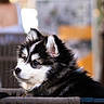puppy, dog, fluffy, black_and_white, fur, pet, animal, portrait, side_view, chair, outdoor, daylight, cute, young, domestic_animal, sitting, looking_away, fence, blurred_background, calm
