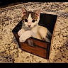 cat, kitten, box, carpet, indoor, pet, animal, cute, small, white, brown, black, fur, sitting, looking, young, cozy, curious, domestic, mammal