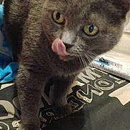 Chipie a rejoint le concours — aidez-le/la à gagner de superbes lots ! cat, gray_cat, kitten, animal, pet, blep, tongue, yellow_eyes, whiskers, ears, fur, sitting, indoors, bed, bedding, books, cozy, portrait, close_up, funny