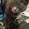 cat, gray_cat, kitten, animal, pet, blep, tongue, yellow_eyes, whiskers, ears, fur, sitting, indoors, bed, bedding, books, cozy, portrait, close_up, funny
