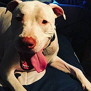 Dublin is registered to the contest to win money with this photo: dog, white_dog, tongue_out, pet, animal, canine, lying_down, indoors, collar, close_up, friendly, cute, happy, mammal, domestic_animal, face, ears, paw, fur, resting