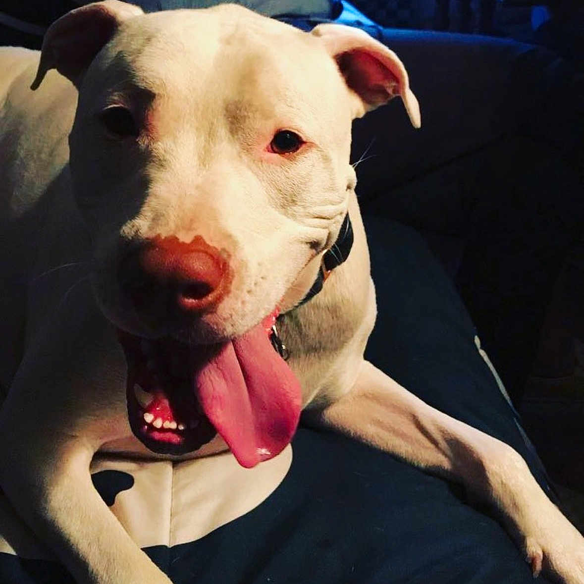 Dublin is registered to the contest to win money with this photo: dog, white_dog, tongue_out, pet, animal, canine, lying_down, indoors, collar, close_up, friendly, cute, happy, mammal, domestic_animal, face, ears, paw, fur, resting