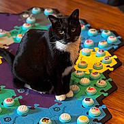 Trouble joined the competition — help win amazing prizes! cat, tuxedo_cat, black_and_white, pet, indoor, floor, wood_floor, puzzle_mat, game_pieces, colorful, sitting, curious, animal, feline, whiskers, playful, closeup, domestic_cat, looking, household