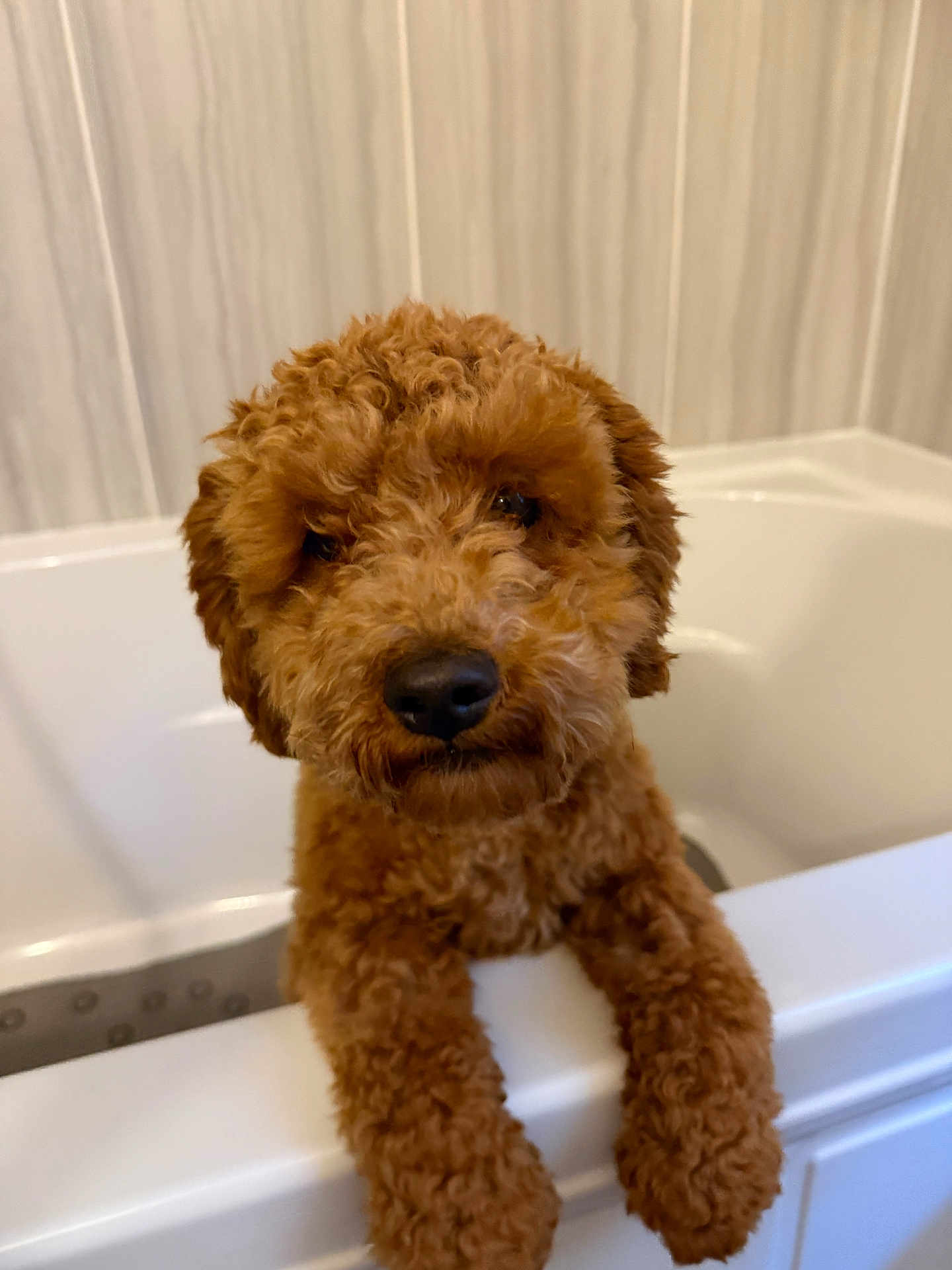 Remy joined the competition — help win amazing prizes! dog, brown, curly_fur, bathtub, bathroom, pet, cute, animal, indoor, fur, looking, waiting, white, closeup, portrait, wall, expression, paws, clean, companion