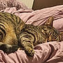 abyssinian, animal, bed, bedroom, blanket, cat, couch, cushion, egyptiancat, furniture, homedecor, indoors, kitten, manx, person, pet, quilt, room, sleeping