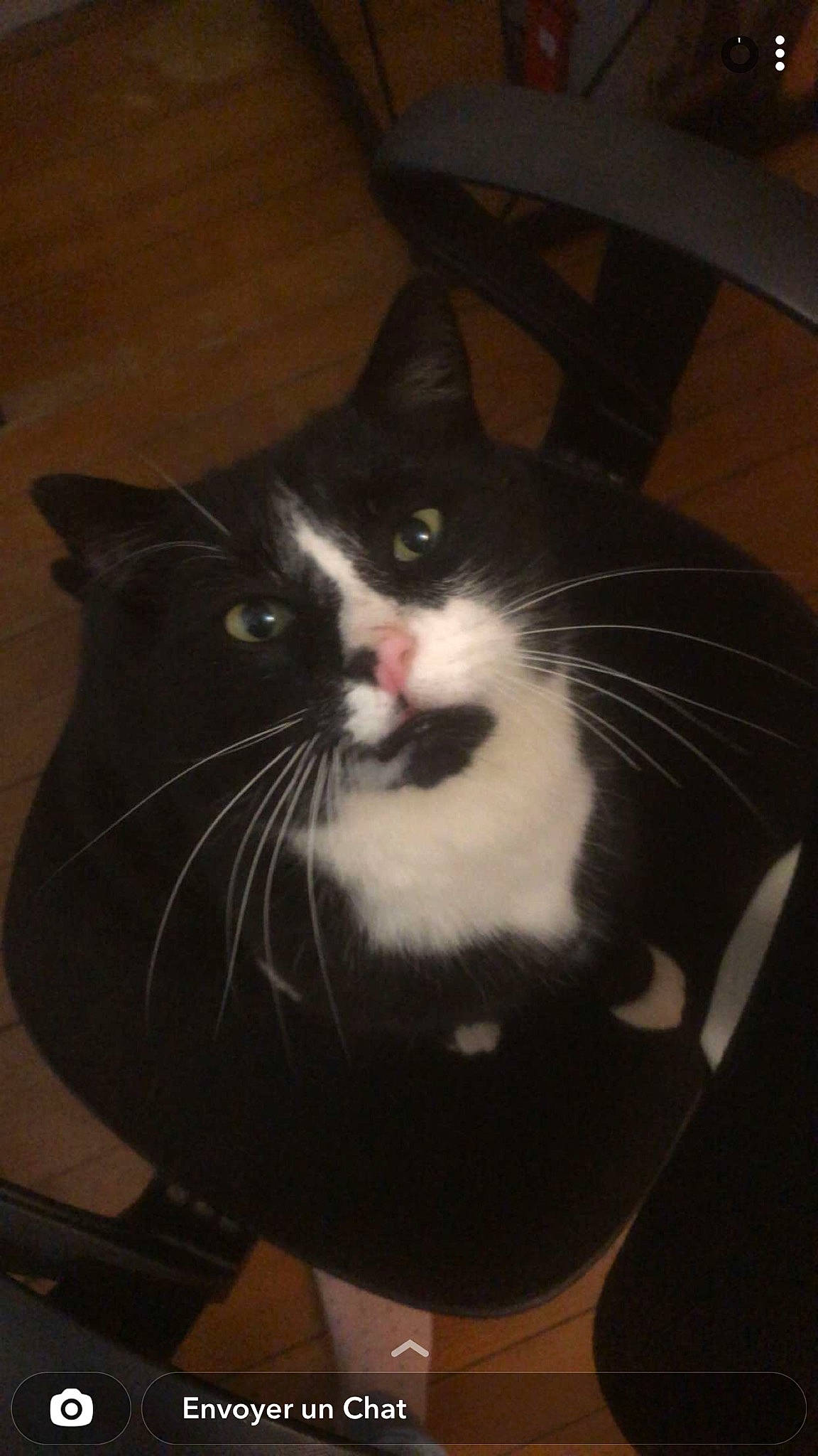 Baby a rejoint le concours — aidez-le/la à gagner de superbes lots ! box, carnivore, cat, comfort, darkness, domestic_short_haired_cat, eye, felidae, flooring, fur, hardwood, iris, monochrome_photography, room, small_to_medium_sized_cats, snout, tail, whiskers, window, wood